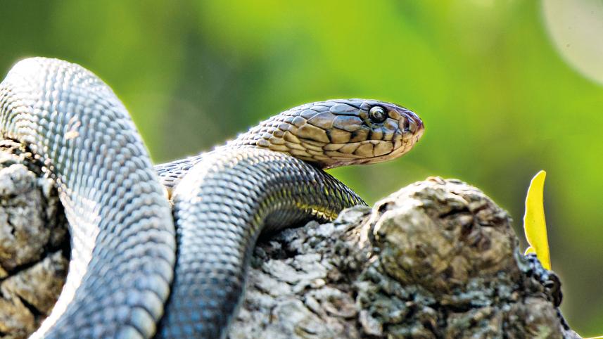 sundarbans-12.jpg