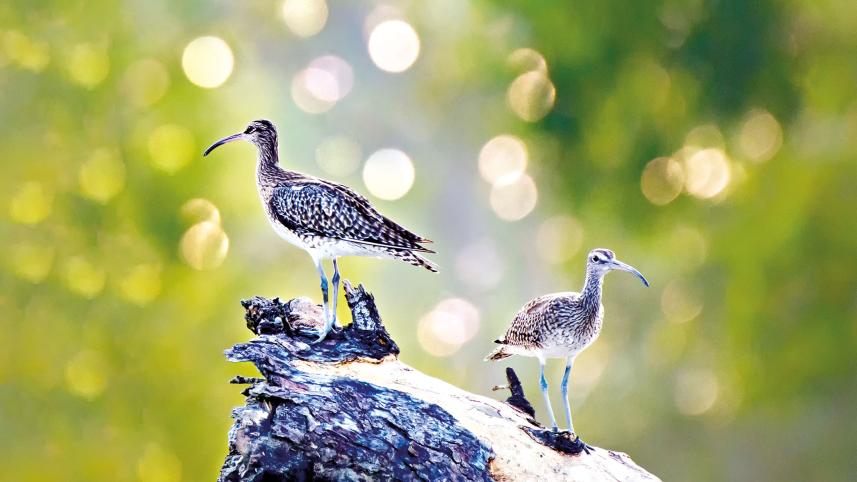 sundarbans-6.jpg