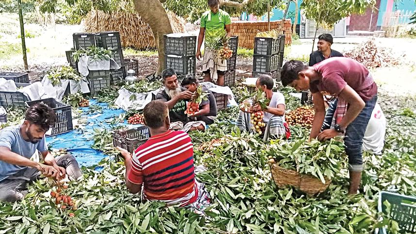 litchi-farmers.jpg