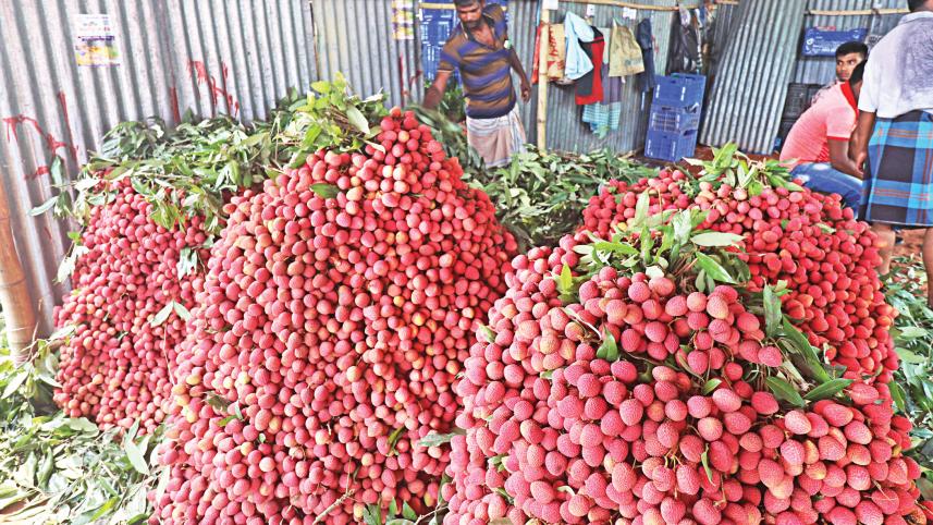 Litchi growers