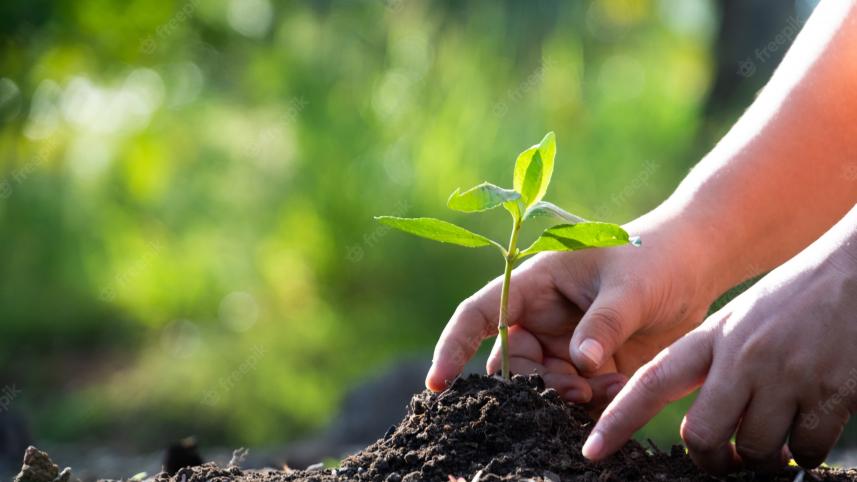 hands-planting-tree_56296-23.jpg