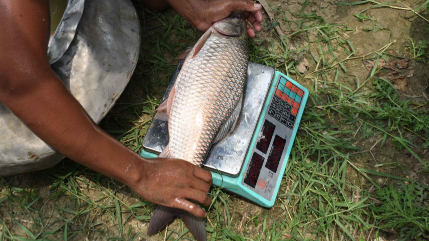 fish-growing.jpg
