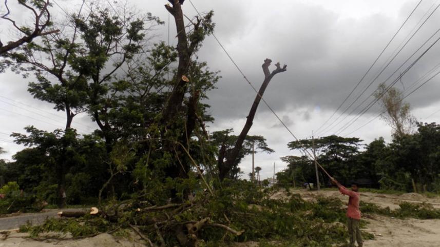tree_felling-web.jpg