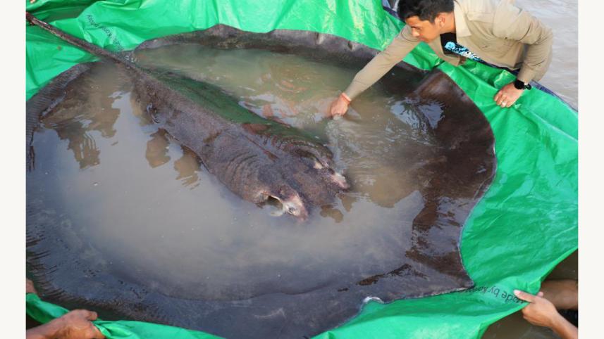 largest freshwater fish