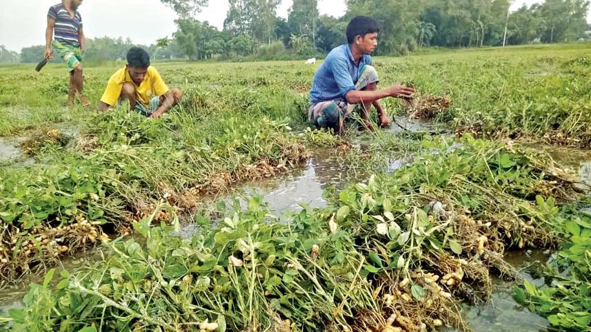 rangpur.jpg