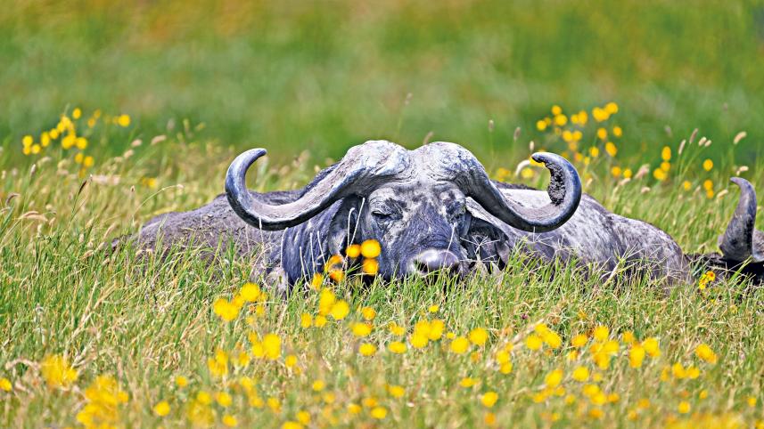 Buffalo