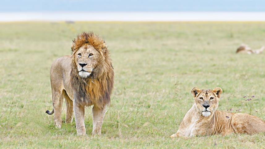 Lion