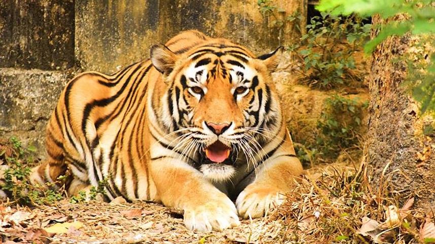 tiger_web.jpg