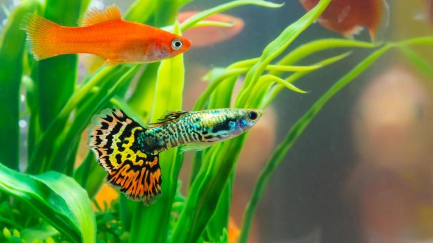 Top 4 ideas to decorate an aquarium 