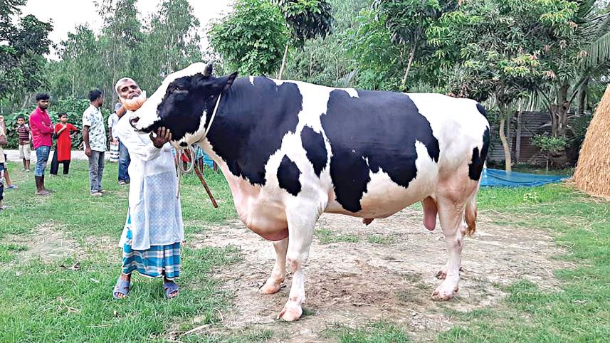large-animals-1.jpg