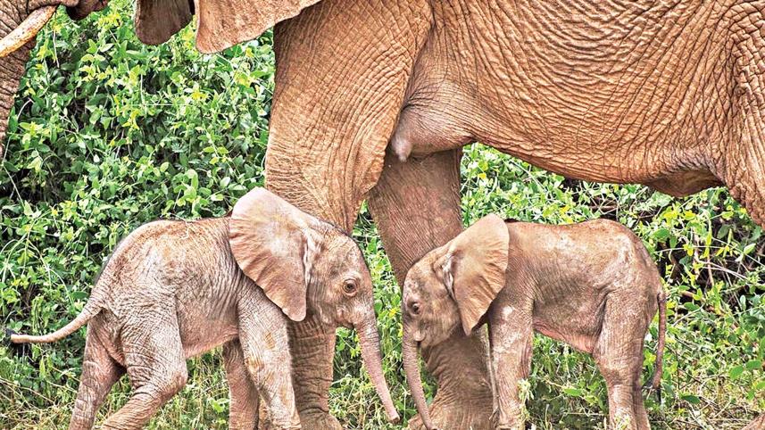 elephants.jpg