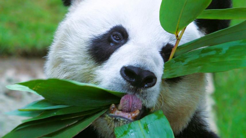 panda_web.jpg