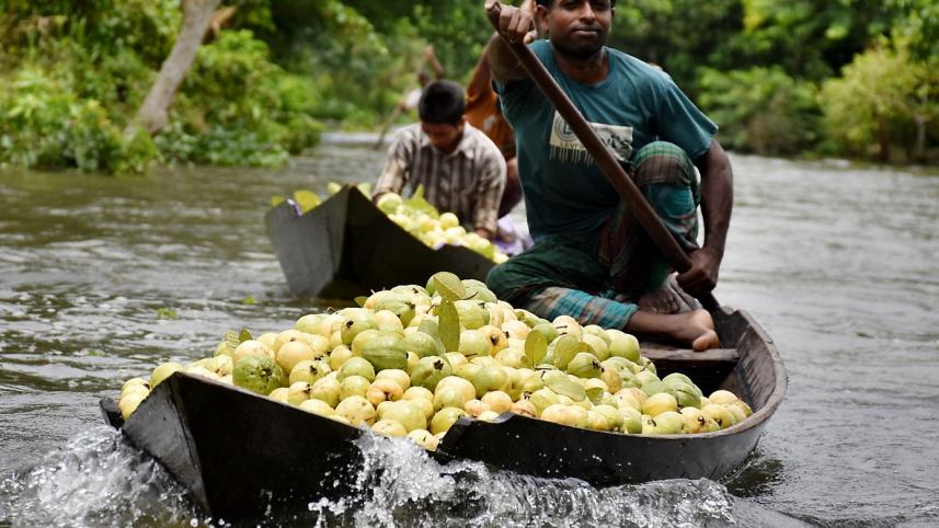 Your guide to the floating guava market of Bhimruli, Pirojpur