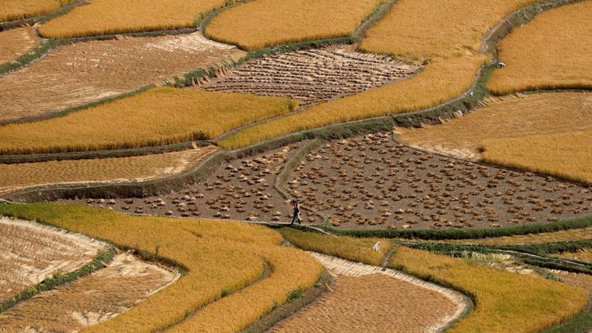 indias-rice-curbs.jpg