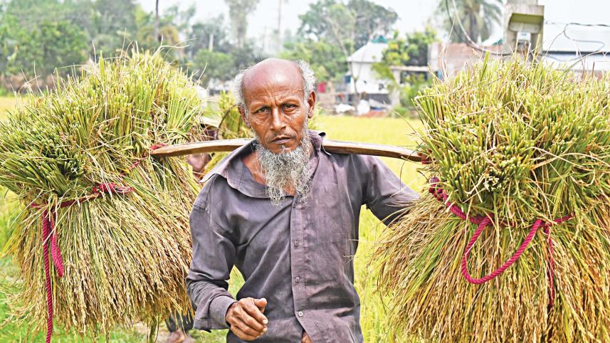 paddy2.jpg