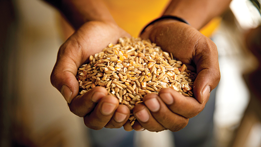 wheat.jpg