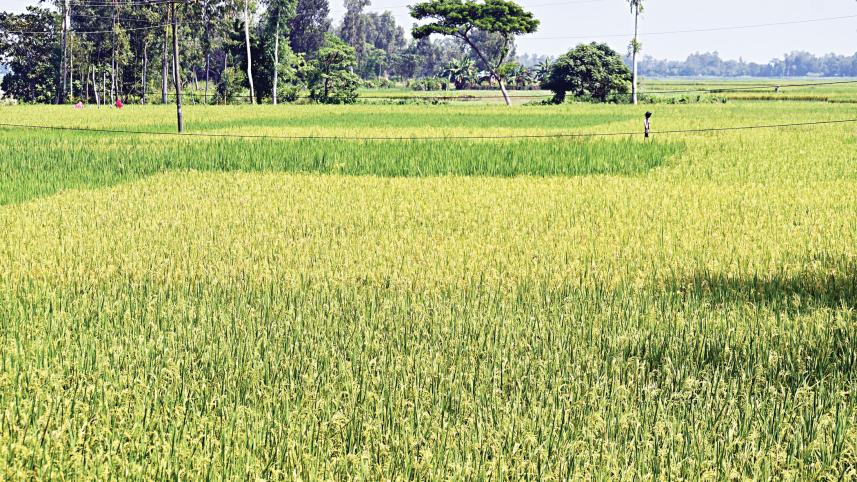 agriculture.jpg