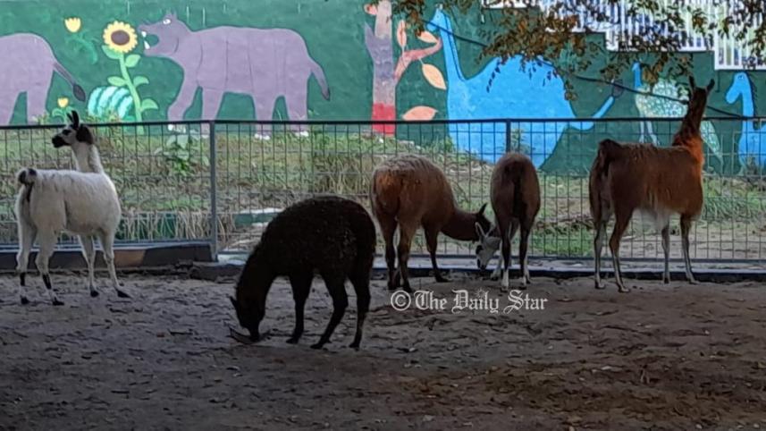 llamaa.jpg