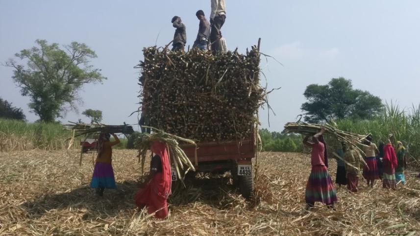 india_sugar.jpg
