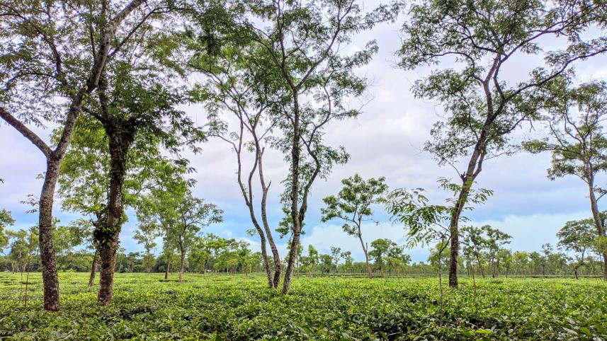6 places in Bangladesh to visit in winter