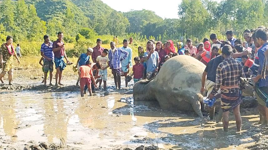38a3netrakona_dead.jpg