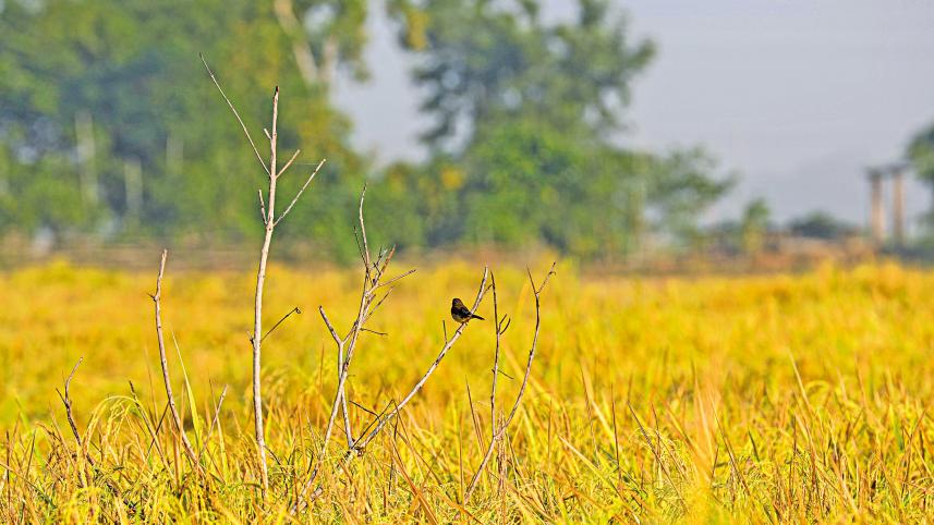 gumai-beel-6.jpg