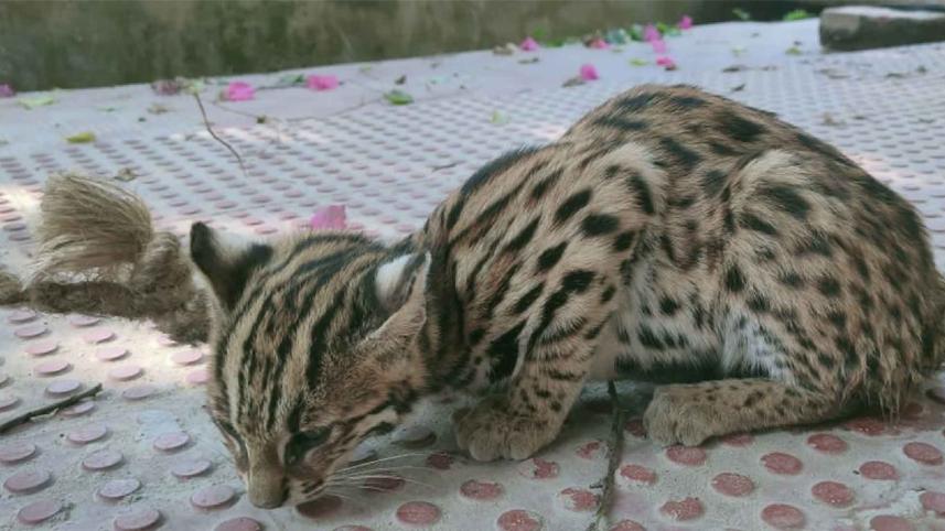 leopard-cub-11.jpg