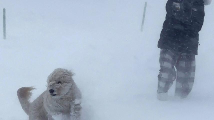blizzard