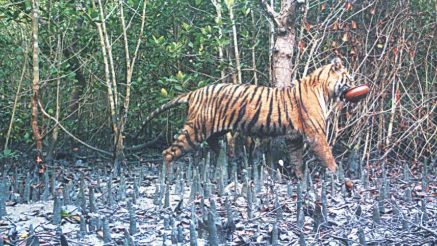 Tiger census