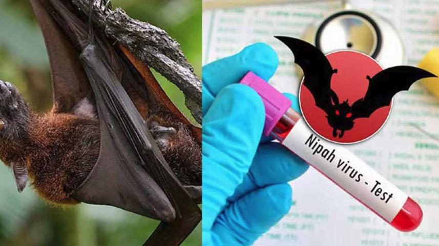 nipah.jpg