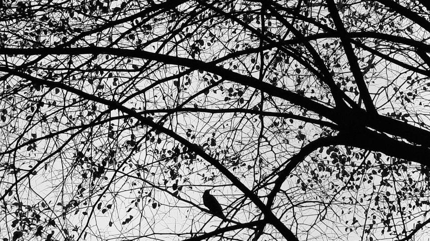 A crow sitting on the branch of a tree. 