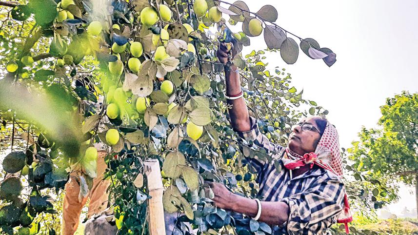Jujube cultivation in Bangladesh
