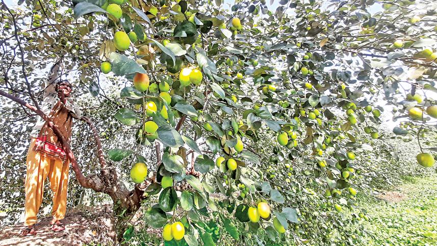 jujube2.jpg