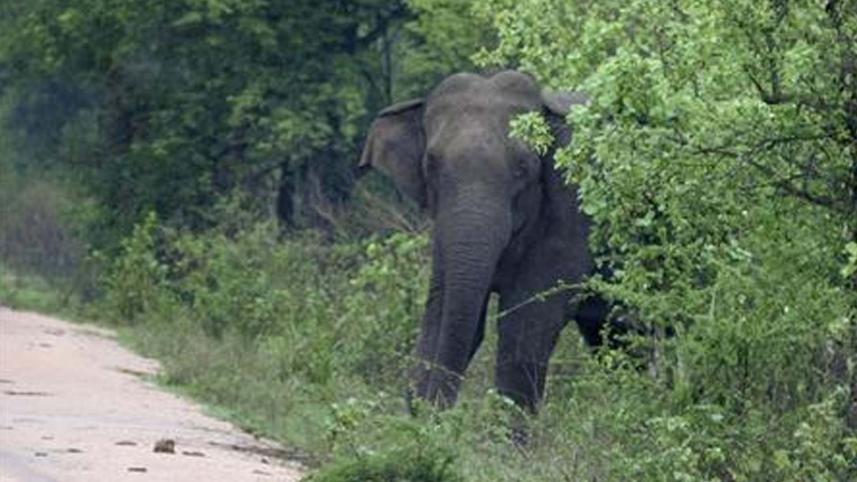 elephants