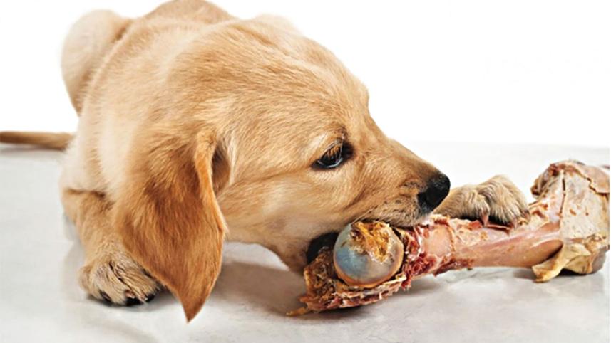 dogs.jpg