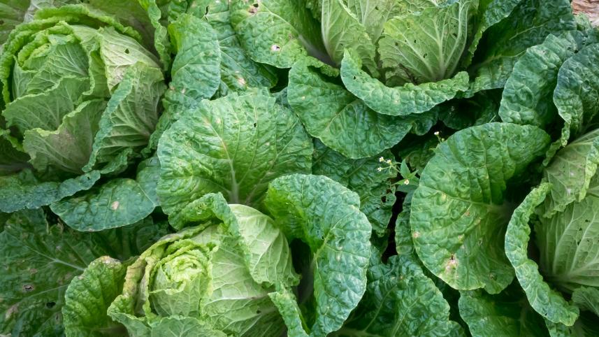 12 foods that unclog arteries