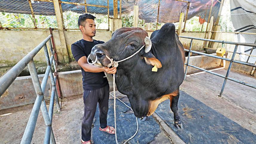 cattle-fatteners.jpg