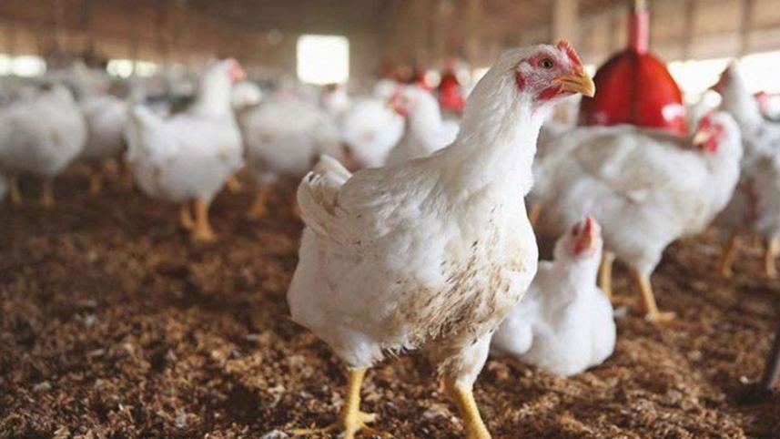 chicken-prices.jpg