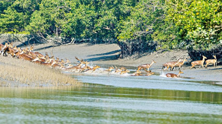 Besides forex reserves, nature needs replenishing too