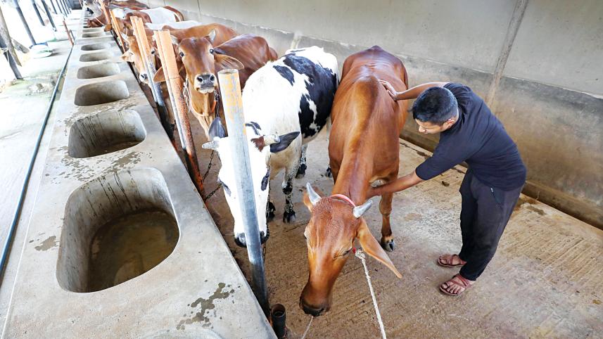 Livestock Project