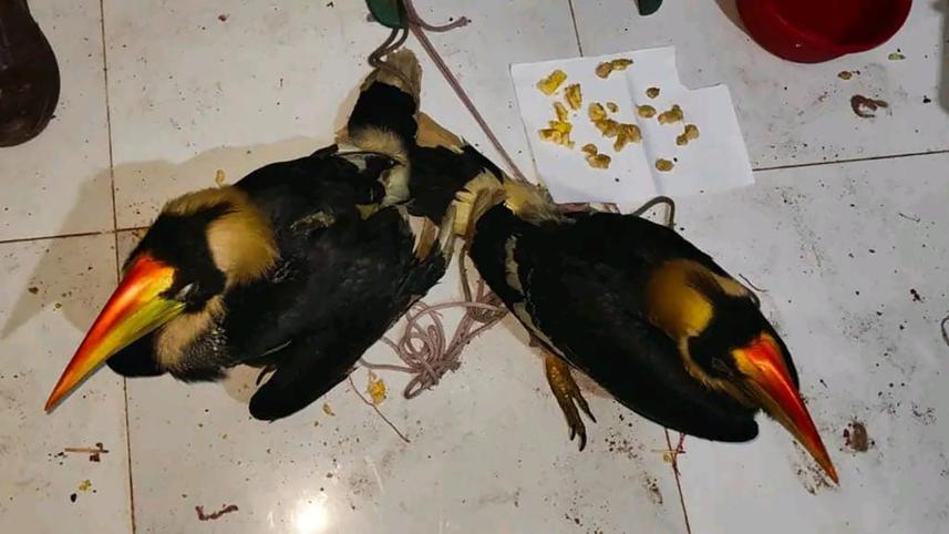 great_hornbill.jpg