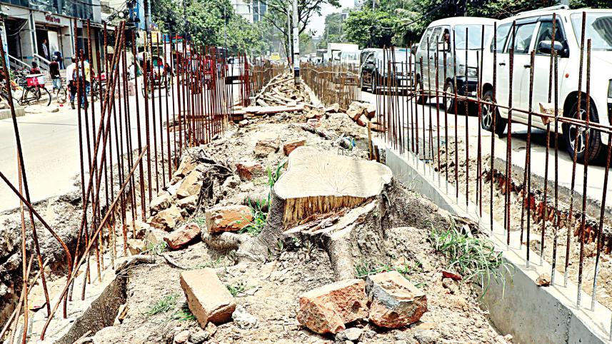 DNCC felling trees