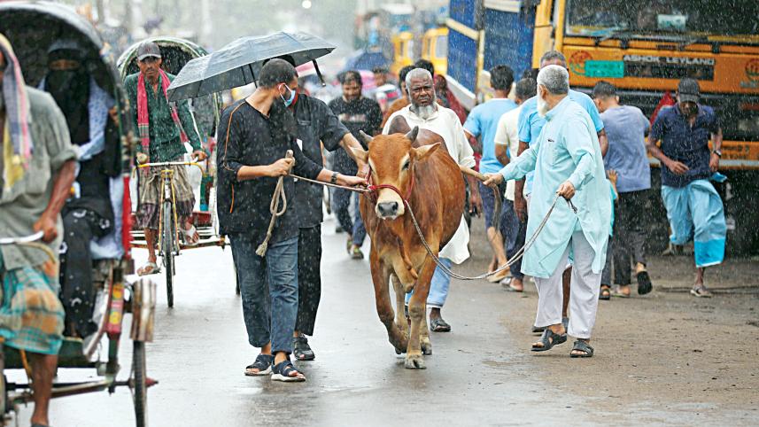 cow1.jpg