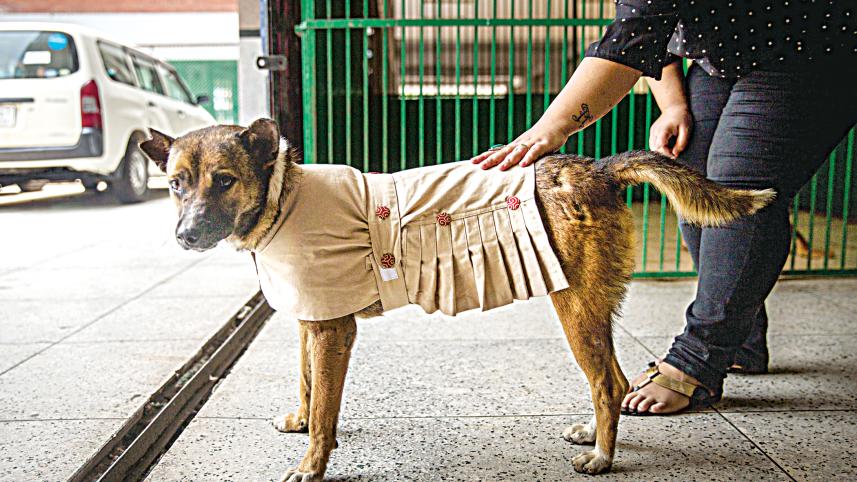 dog2.jpg