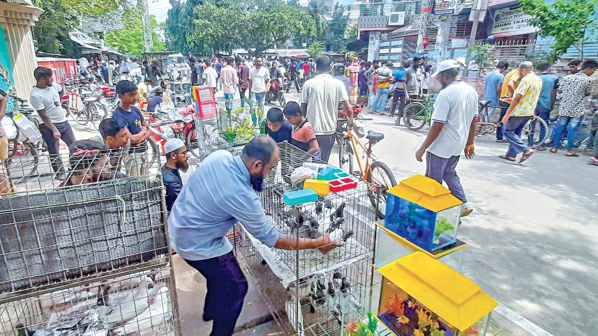 pigeon-market-1.jpg