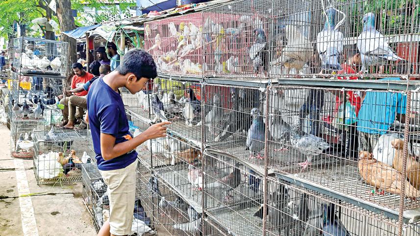 pigeon-market5.jpg