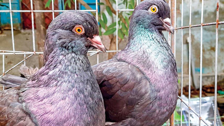pigeon-market6.jpg