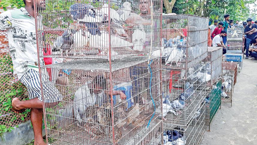 pigeon-market7.jpg
