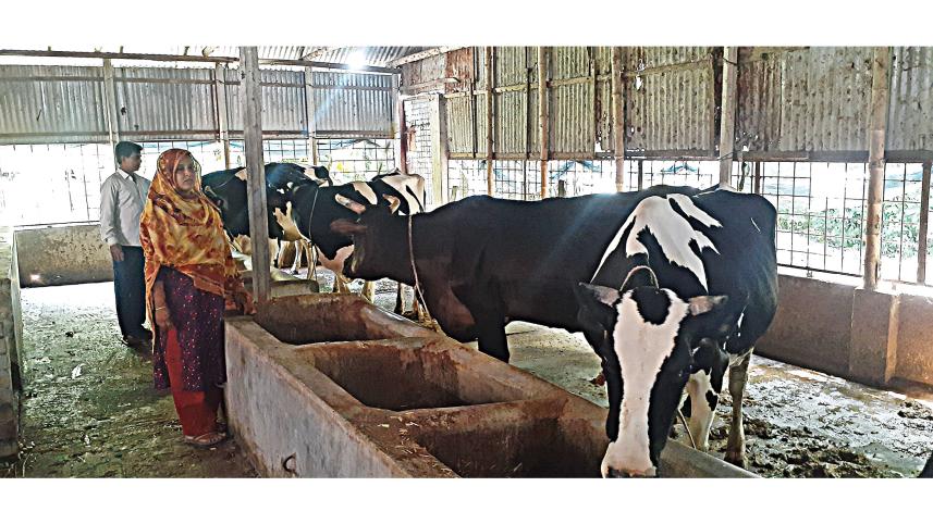 dairy-farming.jpg