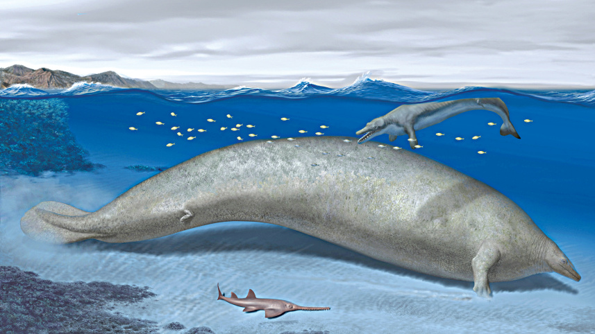 whale.jpg